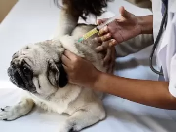 The Ultimate Guide to Pet Vaccinations: What Every Owner Should Know