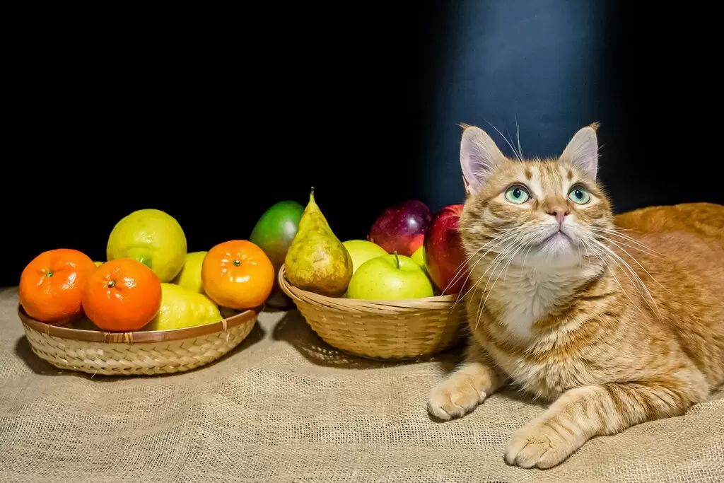 Nutrition for Pets: Building a Balanced Diet for Dogs and Cats