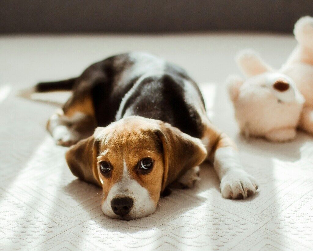 Beagle: The Curious and Friendly Hound