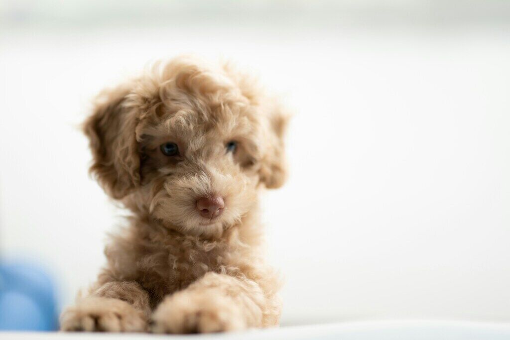 Poodle: The Elegant and Intelligent Breed