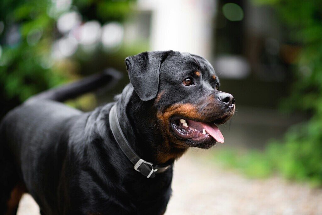 Rottweiler: The Confident and Protective Guardian
