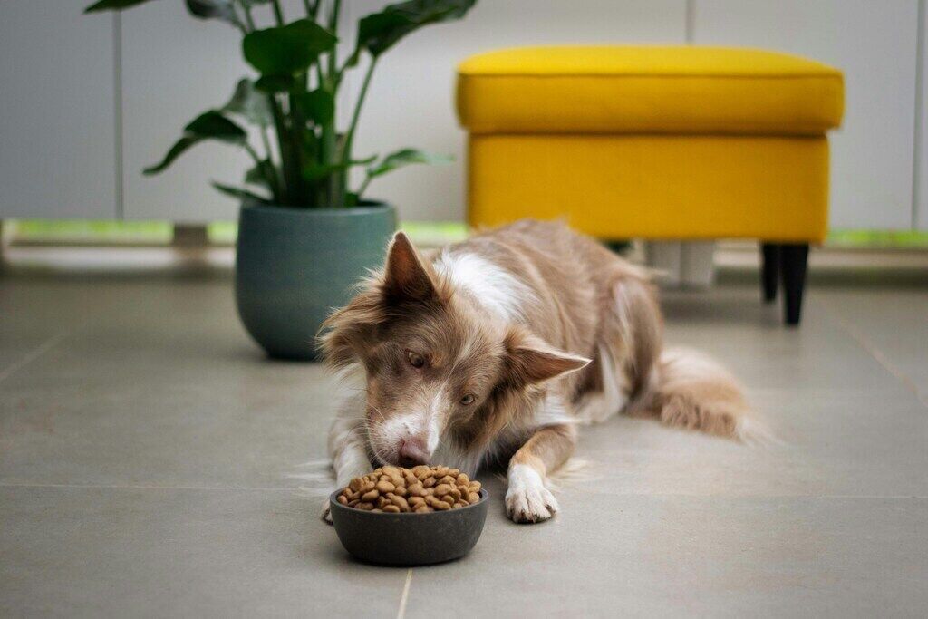 Dog Treats and Snacks: Healthy Options vs Junk Food